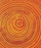 tree-rings